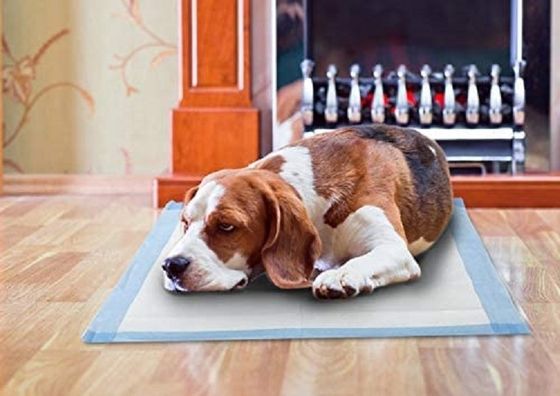 Accesorios para incontinencia Camas de cama y Accesorios de entrenamiento para cachorros con muestras ofrecidas gratuitamente
